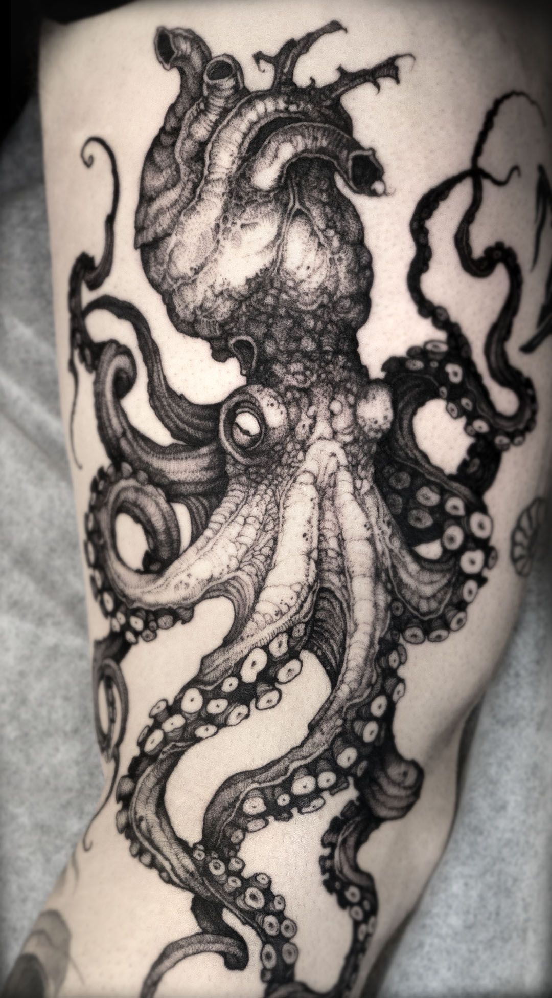 Octopus
